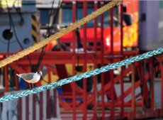 Terminal Pacífico Sur Valparaíso se unió al programa Huella Chile del Ministerio del Medio Ambiente. Terminal Pacífico Sur Valparaíso se unió al programa Huella Chile del Ministerio del Medio Ambiente.